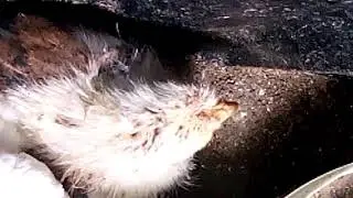 Растёт шишка на голове, Снегири