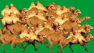Camels Stampede  Running Green Screen Blue Screen Black Screen HD Camels Video