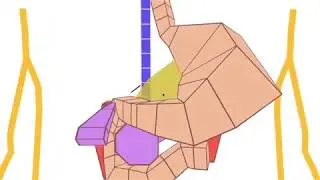 Abdomen Anatomy Simplified - Organs, Relations & Lesser Sac
