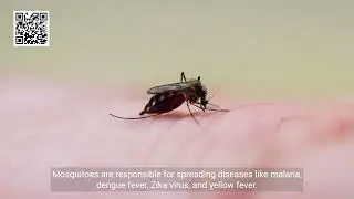Top 5 most dangerous insects | أخطر 5 حشرات في العالم
