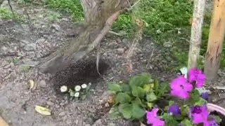 На дачу проник не званый гость. Открыли сезон купания.
