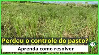 Aprenda como resolver o problema de pasto passado.