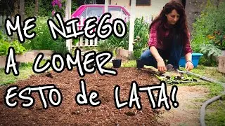 Desde que descubrí que puedo comer esto de la planta, me niego a comerlo en lata!🌽 CHOCLO, MAIZ!🌽