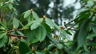 Humming bird in the rain