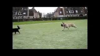 Franse bulldog en chihuahua van pup tot hond