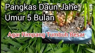 Perkembangan jahe umur 5 bulan