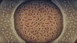 Nucleus | Short Abstract Algorithmic Film by Daniel Sandner