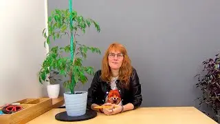 Фикус Бенджамина на штамбе (ч.7).
