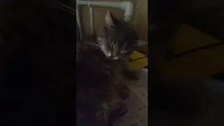 сонный кот