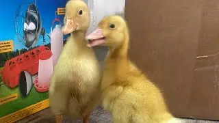 WE HAVE BABY DUCKS 💖