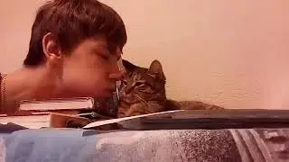 Что будет если подуть на кошку?