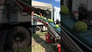 Погрузка лентой 🍉🚜🚛