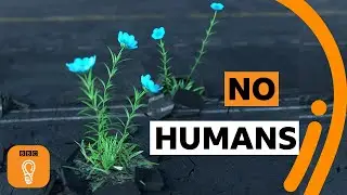 What would a world without humans be like? | BBC Ideas