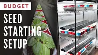 BUDGET Indoor Seed Starting Setup THAT WORKS!