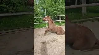 КОНЬ НЕ ВАЛЯЛСЯ #short #ranch #equestrian #конныйспорт #shortsvideo