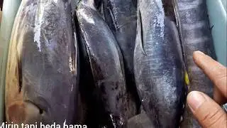 (Ikan laut)Mirip tapi beda nama guyss