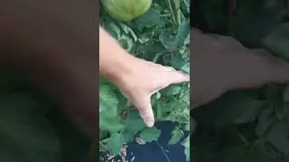 я не настоящий садовод!