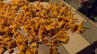 Лисички  в октябре