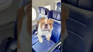 English Bulldog Chunk Trying to Mind His Business on the Airplane #dog #cute #shorts #funny