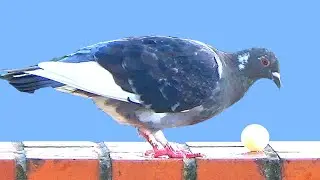 Rescued Pigeon Returns, Leaves Egg