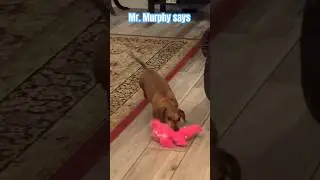 Dachshund defends his treats. #Shorts