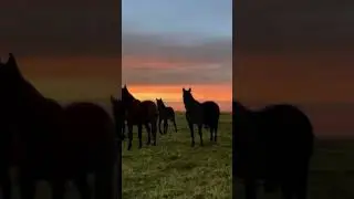 Аланы тюрки