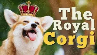 Corgis: From Royal Companions to Modern-Day Favorites | 1.1