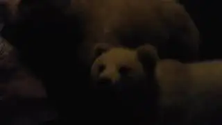 Field Museum Chicago