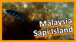 Malaysia - Sabah - Snorkeling at Sapi Island