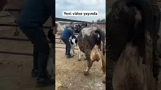 Uzun Pazar Videomuz Yayına Girecek #hayvancılık #tarım #hayvansağlığı #evcilhayvanlar #cattle #inek