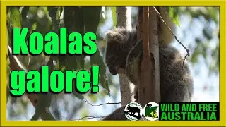 Who's been at Koala Gardens?    |    Australia all over