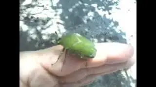 escarabajo verde {betta}