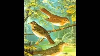 Johann Strauss Op.202 L'Enfantillage / Childs Play