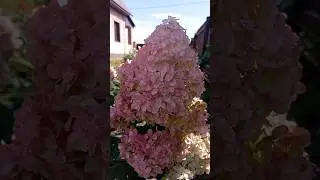 красавица Ванила Фрайз💕#гортензия #flowers #модныйсад