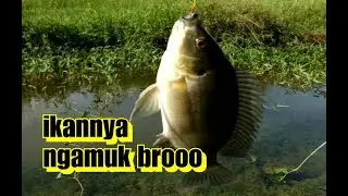 Ikan lapar, strike bertubi tubi