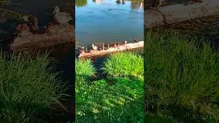 Солнечное утро