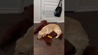 When your bed gets stolen 😞 