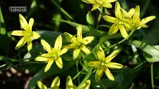Yellow Star of Bethlehem | Gagea lutea | Зірочки жовті | Křivatec žlutý