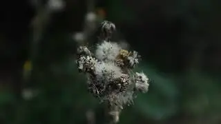 Звуки природы. Везувий, Национальный парк