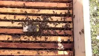 Pchelomatka reaction obezmatchennoy bee family uterine replanting