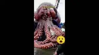Join and Subscribe Huge Hoctopus