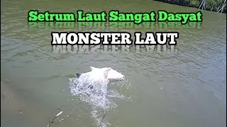 Setrum ikan khusus laut/muara