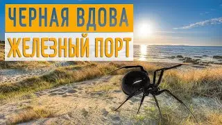 Черная вдова 🕷️ Железный порт ⛔️ Каракурт на пляже возле Золотой Нивы