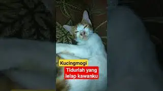 Tidurlah yang lelap kawanku