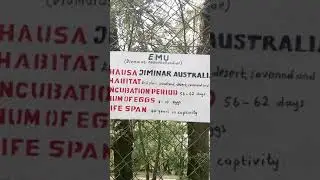 The Emu bird