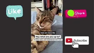 Cats are love when they are funny | Cat compilation videos | Cute Pets Kingdom