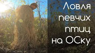 Ловля певчих птиц. Золотая осень.