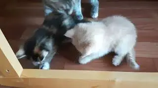 2 котенка