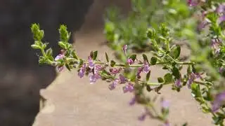 Beautiful Germander's for the Garden