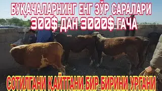 ЧИРОҚЧИ МОЛ БОЗОРИ КЎЧАТ БУҚАЧАЛАР